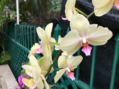 10A Yellow Orchids in Hong Kong Zoological and Botanical Gardens